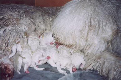 Кришта Дарьяна со своими 2-хдневными щенками.
