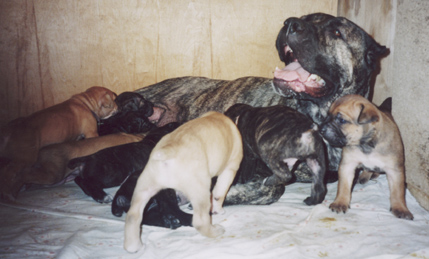 Франческа со своими щенками